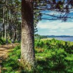 Jak wybrać dobre terrarium do hodowli żółwia